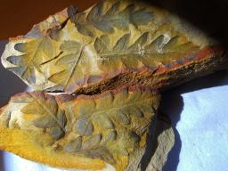 Ancient fern-relative Mariopteris inside an ironstone nodule, cracked open last week and snapped by Fossil Forest Volunteer Tim Hatton